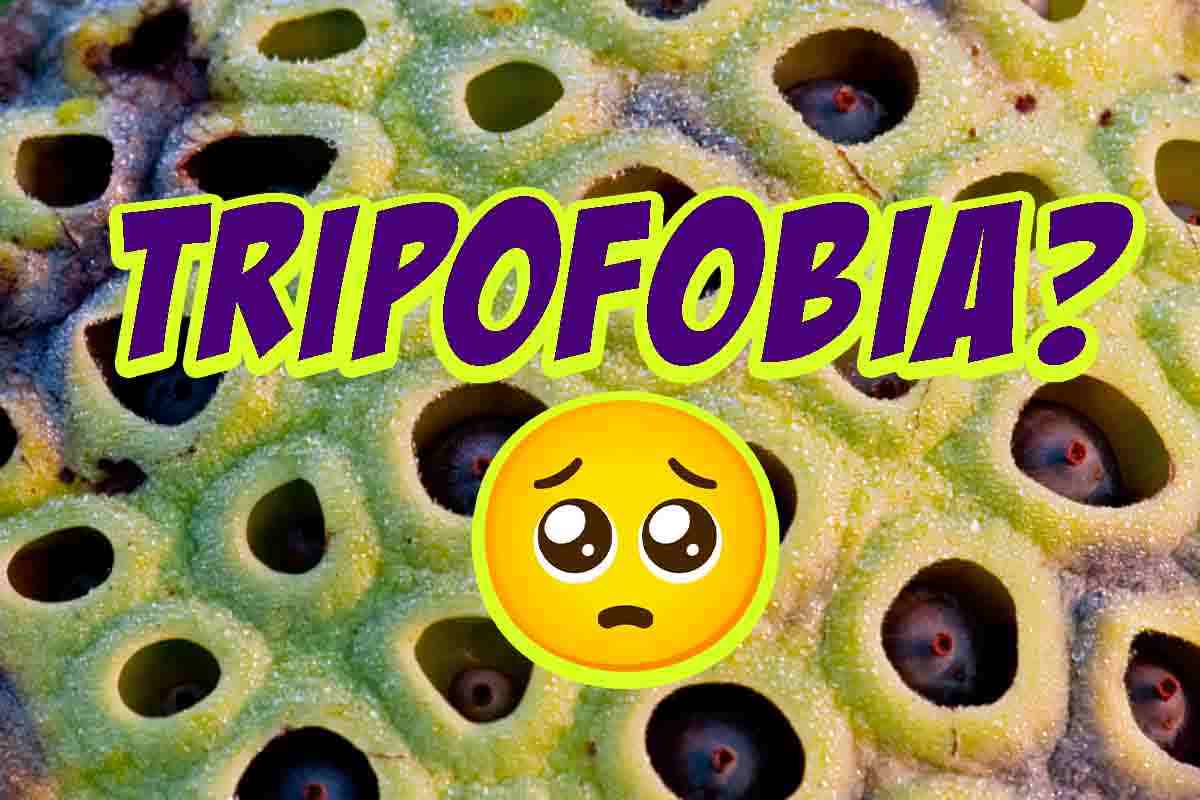 tripofobia paura dei buchi che cos'è