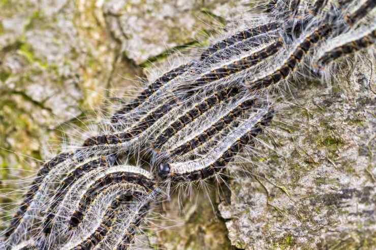 Insetto pericoloso per gli animali domestici